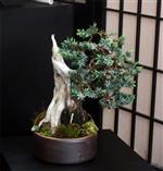 SBA-National Bonsai Exhibition 2014 (40).jpg